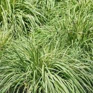 Carex oshimensis 'Everlime' 3 Litre offers at £14.99 in Squires Garden Centres