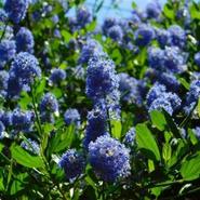 Californian Lilac - Ceanothus Yankee Point 10 Litre offers at £40 in Squires Garden Centres