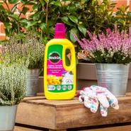 Miracle-Gro Azalea, Rhododendron & Camellia Plant Food 800ml offers at £5.99 in Squires Garden Centres