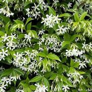 Trachelospermum jasminoides 90cm 2 Litre offers at £12.99 in Squires Garden Centres