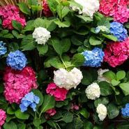 Hydrangea 5 Litre offers at £20 in Squires Garden Centres