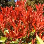 Photinia Carre Rouge 5 Litre offers at £20 in Squires Garden Centres