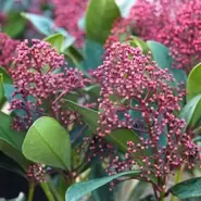 Skimmia japonica 'Rubella' 5 Litre offers at £25 in Squires Garden Centres