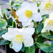 Helleborus Christmas Carol 10.5cm offers at £6.99 in Squires Garden Centres