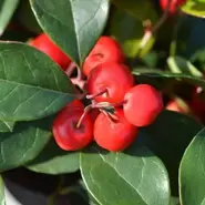 Gaultheria procumbens 'Big Berry' 12cm offers at £6.99 in Squires Garden Centres