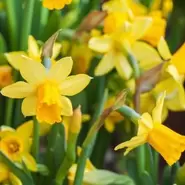 Narcissus 'tête-à-tête' 1 Litre offers at £4.99 in Squires Garden Centres