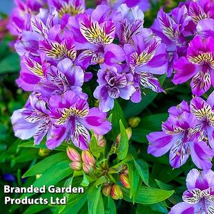 Alstroemeria 'Butterfly Hybrids' offers at £9.99 in Thompson & Morgan