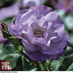 Rose 'Blue for You' (Floribunda Rose) offers at £211.99 in Thompson & Morgan