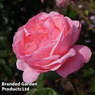 Rose 'Queen Elizabeth' (Floribunda Rose) offers at £9.74 in Thompson & Morgan