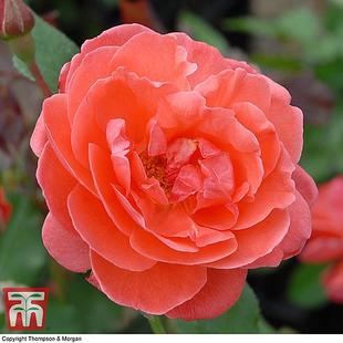 Rose 'Happy Anniversary' (Floribunda Rose) offers at £14.99 in Thompson & Morgan