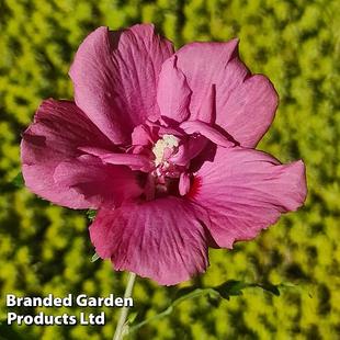 Hibiscus 'Flower Tower Ruby' offers at £9.74 in Thompson & Morgan