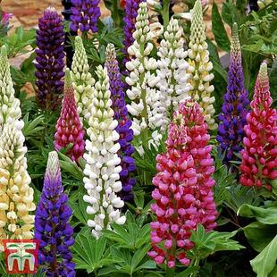 Lupin 'Gallery' (Gallery Series) offers at £214.99 in Thompson & Morgan