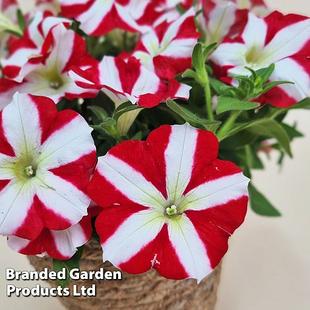 Petunia 'Amore™ King of Hearts' offers at £39.99 in Thompson & Morgan