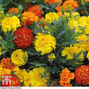 Marigold F1 'Zenith Mixed' offers at £79.99 in Thompson & Morgan