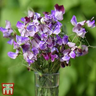 Sweet Pea 'Three Times As Sweet' offers at £311.99 in Thompson & Morgan