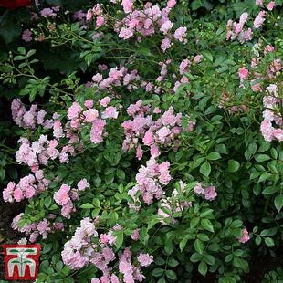 Rose 'The Fairy' (Polyantha) offers at £429.99 in Thompson & Morgan