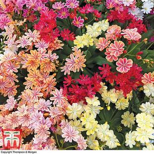 Lewisia cotyledon 'Elise Mixed' offers at £5.99 in Thompson & Morgan
