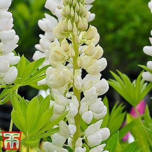 Lupin 'Noble Maiden' offers at £6.39 in Thompson & Morgan