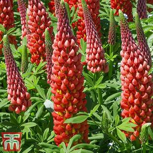 Lupin 'My Castle' offers at £7.99 in Thompson & Morgan