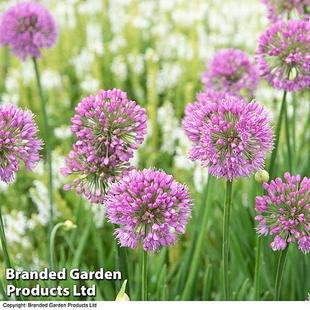 Allium 'Serendipity' offers at £311.99 in Thompson & Morgan