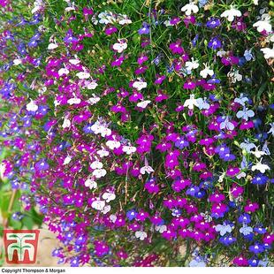 Lobelia 'Cascade Improved Mixed' offers at £65.99 in Thompson & Morgan