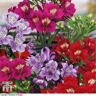 Alstroemeria 'Tree Everest Mix' offers at £19.99 in Thompson & Morgan