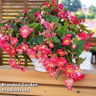 Begonia 'NonStop Joy Rose Picotee' offers at £512.99 in Thompson & Morgan