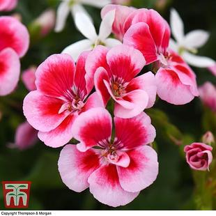 Geranium 'Flower Fairy Pink Splash' offers at £311.99 in Thompson & Morgan