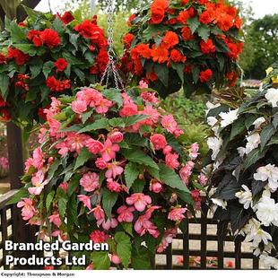Begonia 'Nonstop Joy Mix' offers at £512.99 in Thompson & Morgan