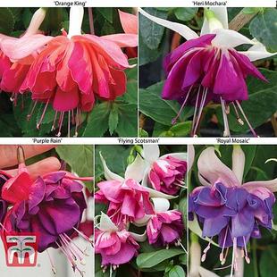 Fuchsia 'Deluxe Giant Marbled' Collection offers at £8.99 in Thompson & Morgan