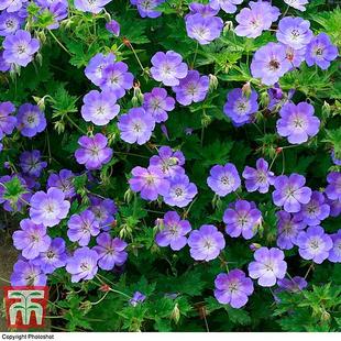 Geranium 'Rozanne' offers at £7.19 in Thompson & Morgan