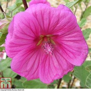 Lavatera x clementii 'Red Rum' offers at £329.99 in Thompson & Morgan