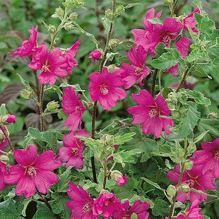 Lavatera x clementii 'Burgundy Wine' offers at £229.99 in Thompson & Morgan