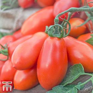 Tomato 'San Marzano' offers at £7.99 in Thompson & Morgan