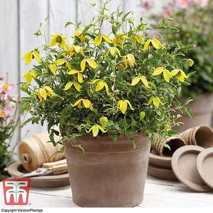 Clematis 'Little Lemons' offers at £314.99 in Thompson & Morgan