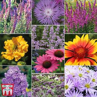 Nurserymans Choice Perennial Cottage Garden Collection offers at £9.99 in Thompson & Morgan