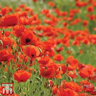 Poppy (Wild) - Seeds offers at £3491.99 in Thompson & Morgan