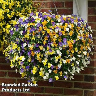 Viola 'Ice Babies' Pre-Planted Hanging Basket offers at £19.99 in Thompson & Morgan