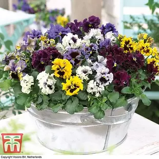 Pansy 'Frizzle Sizzle' Mixed offers at £5.99 in Thompson & Morgan