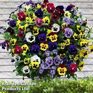 Pansy 'Universal Mixed' F1 Hybrid offers at £9.99 in Thompson & Morgan