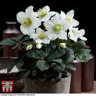 Hellebore 'Christmas Carol' offers at £19.99 in Thompson & Morgan