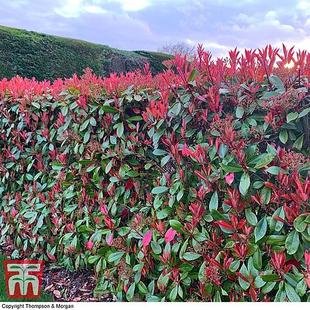 Photinia x fraseri 'Red Robin' offers at £13999.99 in Thompson & Morgan