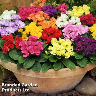 Primrose 'Primlet Mix' offers at £12.99 in Thompson & Morgan