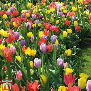 Tulip 'Full Border Mix' offers at £179913 in Thompson & Morgan