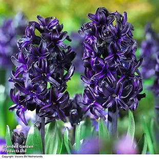 Hyacinth 'Dark Dimension' offers at £129911 in Thompson & Morgan