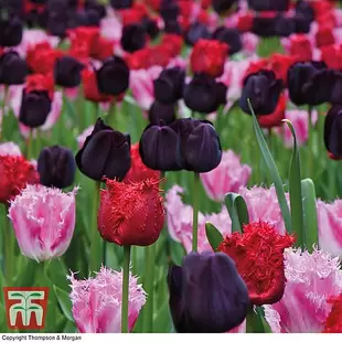 Tulip 'Berry Sorbet' offers at £159913 in Thompson & Morgan