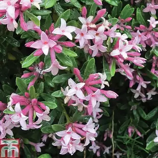 Daphne x transatlantica 'Pink Fragrance' offers at £17.99 in Thompson & Morgan