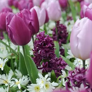 Tulip, Hyacinth & Anemone Mix offers at £154914 in Thompson & Morgan