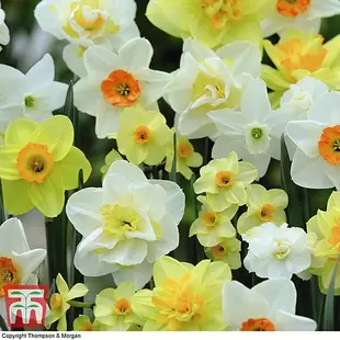 Narcissus 'Spring Flowering Mix' offers at £18.99 in Thompson & Morgan