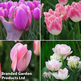 Tulip 'Pretty in Pink Collection' offers at £16.99 in Thompson & Morgan